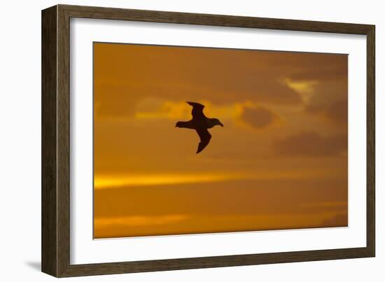Northern Giant Petrel in Flight at Sunset-null-Framed Photographic Print