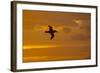 Northern Giant Petrel in Flight at Sunset-null-Framed Photographic Print