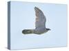 Northern Goshawk (Accipiter Gentilis) Flying, Helsinki Finland, December-Markus Varesvuo-Stretched Canvas