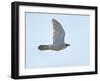 Northern Goshawk (Accipiter Gentilis) Flying, Helsinki Finland, December-Markus Varesvuo-Framed Photographic Print