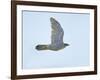 Northern Goshawk (Accipiter Gentilis) Flying, Helsinki Finland, December-Markus Varesvuo-Framed Photographic Print