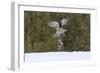Northern goshawk (Accipiter gentilis) flying with squirrel prey, Finland-Sergey Gorshkov-Framed Photographic Print