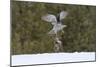 Northern goshawk (Accipiter gentilis) flying with squirrel prey, Finland-Sergey Gorshkov-Mounted Photographic Print