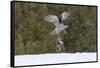 Northern goshawk (Accipiter gentilis) flying with squirrel prey, Finland-Sergey Gorshkov-Framed Stretched Canvas