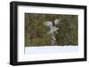 Northern goshawk (Accipiter gentilis) flying with squirrel prey, Finland-Sergey Gorshkov-Framed Photographic Print