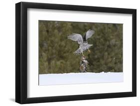 Northern goshawk (Accipiter gentilis) flying with squirrel prey, Finland-Sergey Gorshkov-Framed Photographic Print