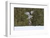 Northern goshawk (Accipiter gentilis) flying with squirrel prey, Finland-Sergey Gorshkov-Framed Photographic Print