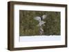 Northern goshawk (Accipiter gentilis) flying with squirrel prey, Finland-Sergey Gorshkov-Framed Premium Photographic Print