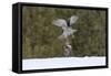 Northern goshawk (Accipiter gentilis) flying with squirrel prey, Finland-Sergey Gorshkov-Framed Stretched Canvas