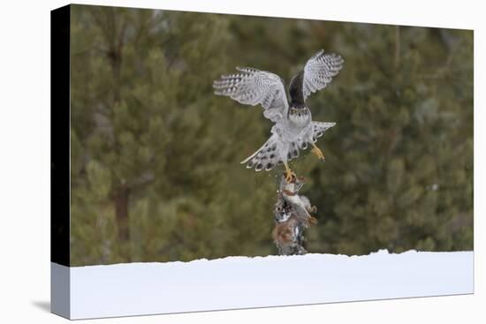 Northern goshawk (Accipiter gentilis) flying with squirrel prey, Finland-Sergey Gorshkov-Stretched Canvas
