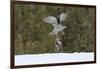 Northern goshawk (Accipiter gentilis) flying with squirrel prey, Finland-Sergey Gorshkov-Framed Photographic Print