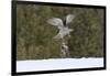 Northern goshawk (Accipiter gentilis) flying with squirrel prey, Finland-Sergey Gorshkov-Framed Photographic Print