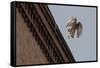 Northern Goshawk (Accipiter Gentilis), Juvenile Taking Flight from Building. Berlin, Germany. July-Sam Hobson-Framed Stretched Canvas