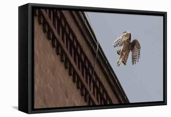 Northern Goshawk (Accipiter Gentilis), Juvenile Taking Flight from Building. Berlin, Germany. July-Sam Hobson-Framed Stretched Canvas