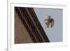 Northern Goshawk (Accipiter Gentilis), Juvenile Taking Flight from Building. Berlin, Germany. July-Sam Hobson-Framed Photographic Print