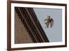 Northern Goshawk (Accipiter Gentilis), Juvenile Taking Flight from Building. Berlin, Germany. July-Sam Hobson-Framed Photographic Print