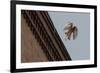 Northern Goshawk (Accipiter Gentilis), Juvenile Taking Flight from Building. Berlin, Germany. July-Sam Hobson-Framed Photographic Print