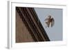 Northern Goshawk (Accipiter Gentilis), Juvenile Taking Flight from Building. Berlin, Germany. July-Sam Hobson-Framed Photographic Print