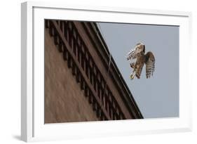 Northern Goshawk (Accipiter Gentilis), Juvenile Taking Flight from Building. Berlin, Germany. July-Sam Hobson-Framed Photographic Print