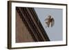 Northern Goshawk (Accipiter Gentilis), Juvenile Taking Flight from Building. Berlin, Germany. July-Sam Hobson-Framed Photographic Print