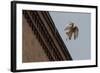 Northern Goshawk (Accipiter Gentilis), Juvenile Taking Flight from Building. Berlin, Germany. July-Sam Hobson-Framed Photographic Print