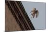 Northern Goshawk (Accipiter Gentilis), Juvenile Taking Flight from Building. Berlin, Germany. July-Sam Hobson-Mounted Photographic Print