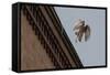 Northern Goshawk (Accipiter Gentilis), Juvenile Taking Flight from Building. Berlin, Germany. July-Sam Hobson-Framed Stretched Canvas