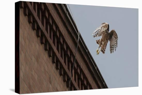 Northern Goshawk (Accipiter Gentilis), Juvenile Taking Flight from Building. Berlin, Germany. July-Sam Hobson-Stretched Canvas