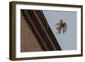 Northern Goshawk (Accipiter Gentilis), Juvenile Taking Flight from Building. Berlin, Germany. July-Sam Hobson-Framed Photographic Print