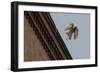 Northern Goshawk (Accipiter Gentilis), Juvenile Taking Flight from Building. Berlin, Germany. July-Sam Hobson-Framed Photographic Print