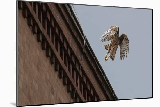 Northern Goshawk (Accipiter Gentilis), Juvenile Taking Flight from Building. Berlin, Germany. July-Sam Hobson-Mounted Photographic Print