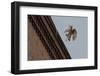 Northern Goshawk (Accipiter Gentilis), Juvenile Taking Flight from Building. Berlin, Germany. July-Sam Hobson-Framed Photographic Print