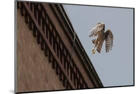 Northern Goshawk (Accipiter Gentilis), Juvenile Taking Flight from Building. Berlin, Germany. July-Sam Hobson-Mounted Photographic Print