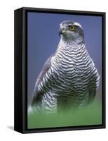 Northern Goshawk, Male Close-Up, Scotland-Pete Cairns-Framed Stretched Canvas