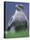 Northern Goshawk, Male Close-Up, Scotland-Pete Cairns-Stretched Canvas