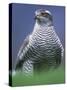 Northern Goshawk, Male Close-Up, Scotland-Pete Cairns-Stretched Canvas