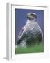 Northern Goshawk, Male Close-Up, Scotland-Pete Cairns-Framed Photographic Print