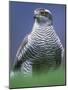 Northern Goshawk, Male Close-Up, Scotland-Pete Cairns-Mounted Photographic Print