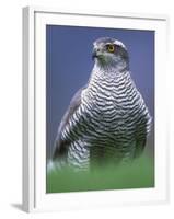 Northern Goshawk, Male Close-Up, Scotland-Pete Cairns-Framed Photographic Print