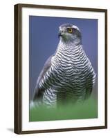 Northern Goshawk, Male Close-Up, Scotland-Pete Cairns-Framed Photographic Print