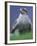 Northern Goshawk, Male Close-Up, Scotland-Pete Cairns-Framed Photographic Print