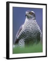 Northern Goshawk, Male Close-Up, Scotland-Pete Cairns-Framed Photographic Print