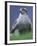 Northern Goshawk, Male Close-Up, Scotland-Pete Cairns-Framed Photographic Print