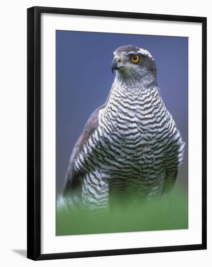 Northern Goshawk, Male Close-Up, Scotland-Pete Cairns-Framed Photographic Print