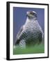 Northern Goshawk, Male Close-Up, Scotland-Pete Cairns-Framed Photographic Print