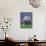 Northern Goshawk, Male Close-Up, Scotland-Pete Cairns-Mounted Photographic Print displayed on a wall