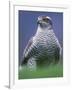 Northern Goshawk, Male Close-Up, Scotland-Pete Cairns-Framed Photographic Print