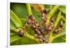 Northern hairy wood ant workers 'milking' aphids for honeydew-Alex Hyde-Framed Photographic Print