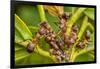 Northern hairy wood ant workers 'milking' aphids for honeydew-Alex Hyde-Framed Photographic Print