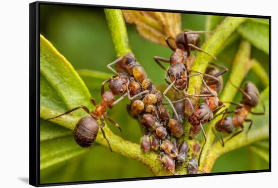 Northern hairy wood ant workers 'milking' aphids for honeydew-Alex Hyde-Framed Stretched Canvas